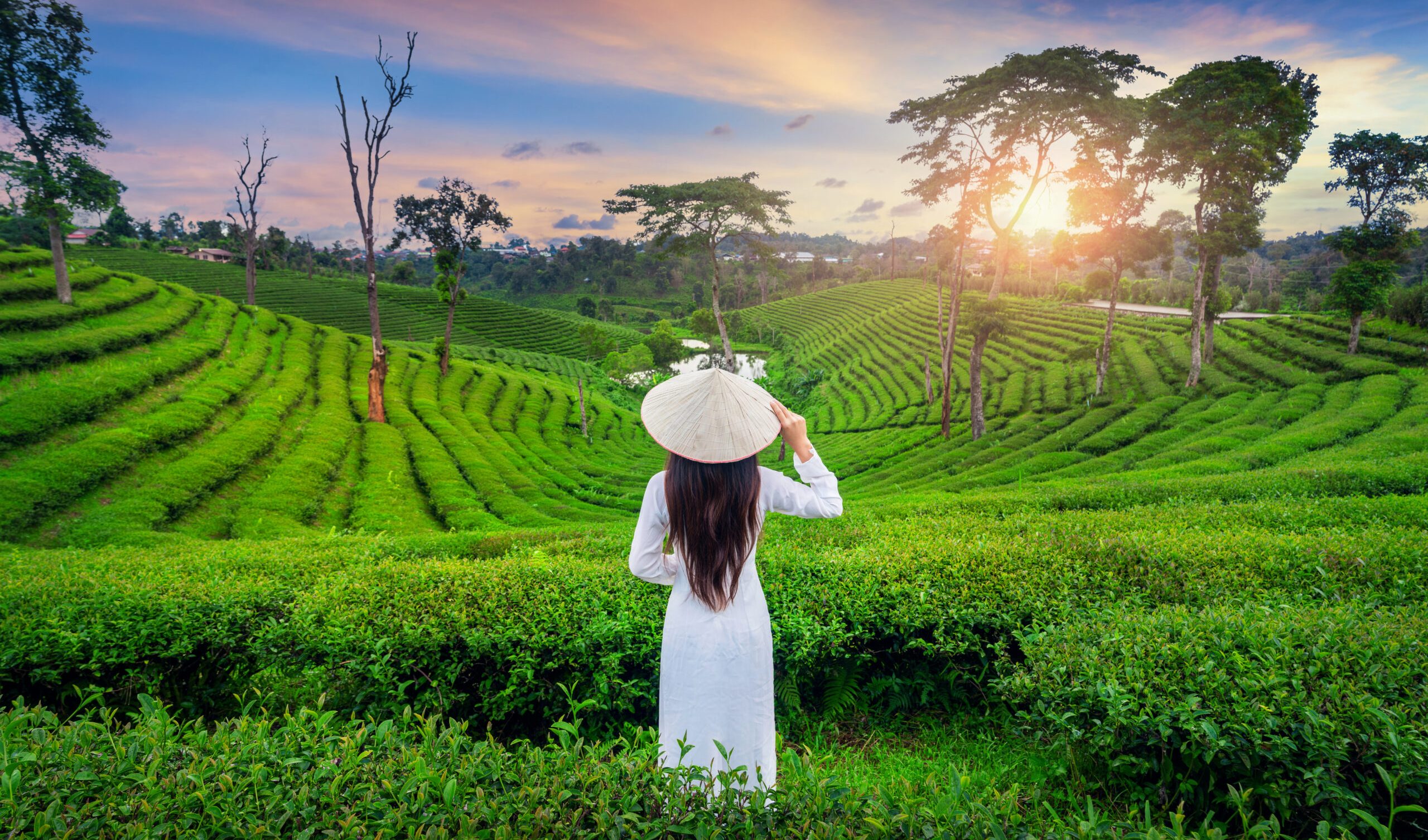 Asian woman wearing Vietnam culture traditional in tea plantation in Chiang Rai, Thailand.